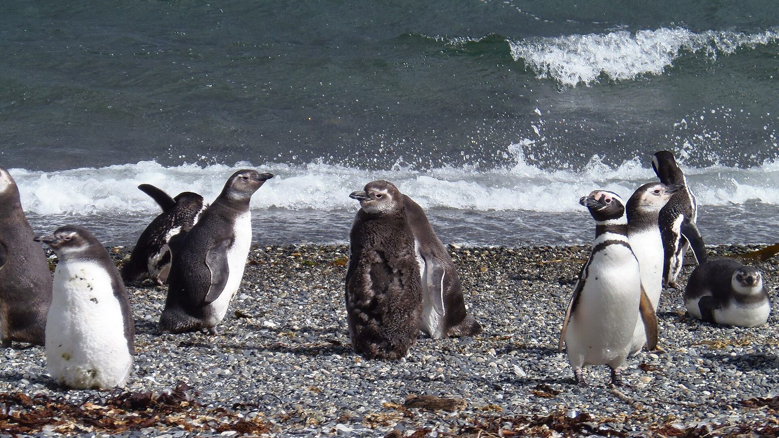 Pinguinera de Isla Martillo, Canal de Beagle. - panoramio (1).jpg
